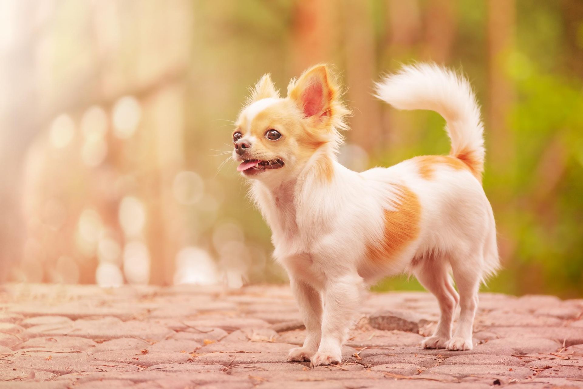 chihuahua-dog-background-blurred-forest-animal-pet-white-dog Long-haired Chihuahua standing on a cobblestone path with a blurred forest background and warm sunlight
